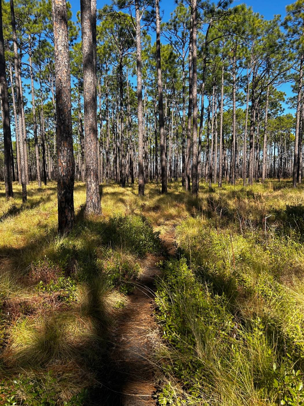 Sunlit longleaf pine forest trail in Brunswick County, North Carolina