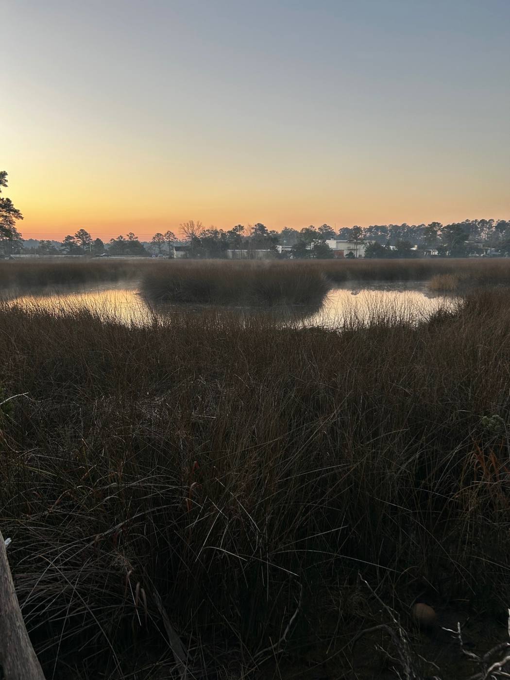 Salt marsh grass and coastal pine treeline at sunrise in Brunswick County