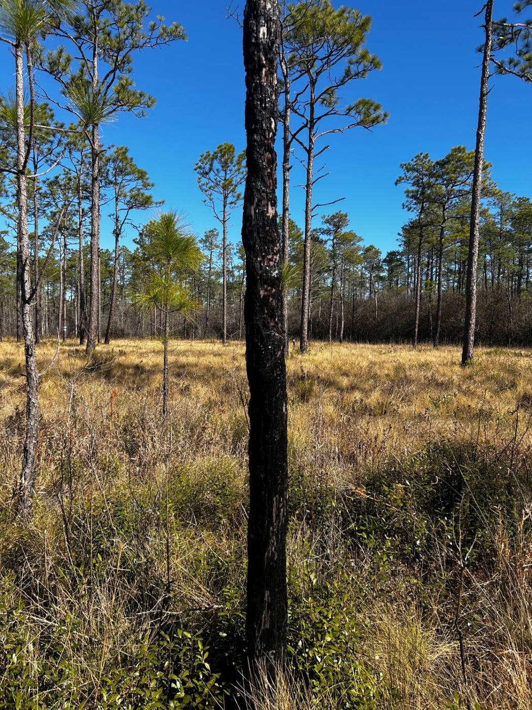 Blackened and damaged pine trunk standing in a Brunswick County pine savanna — a visible sign of decline