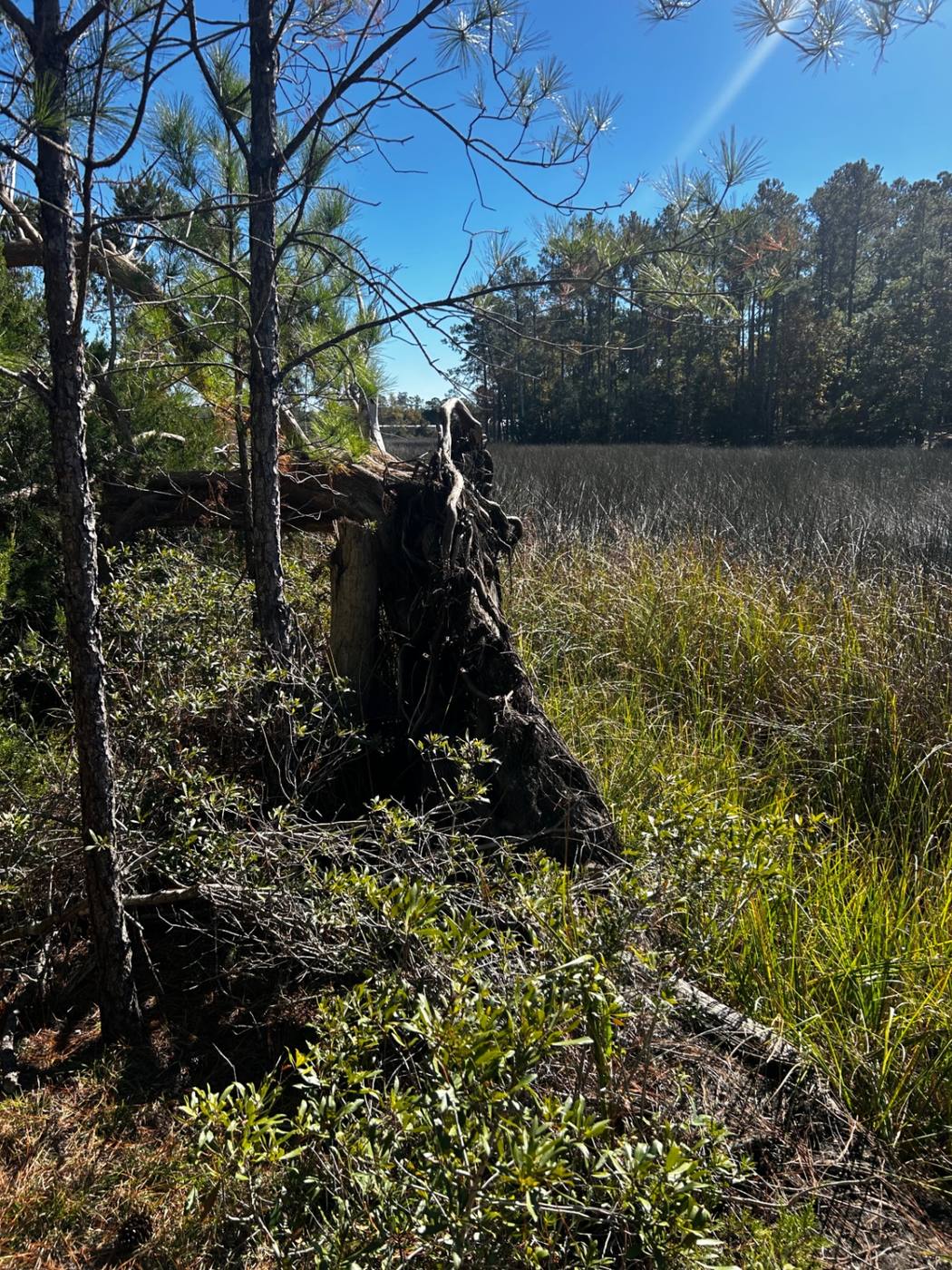 Uprooted pine with exposed root ball near coastal marsh grass — the classic storm root-failure pattern in Brunswick County