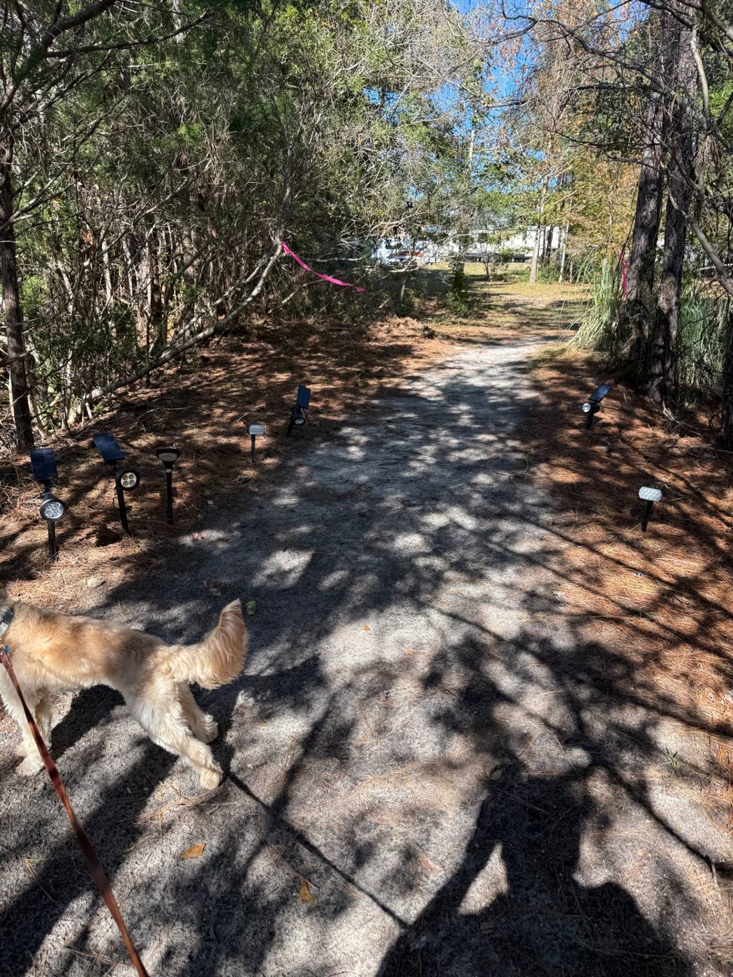 Pine-shaded path lined with solar lights on a sunny Brunswick County afternoon