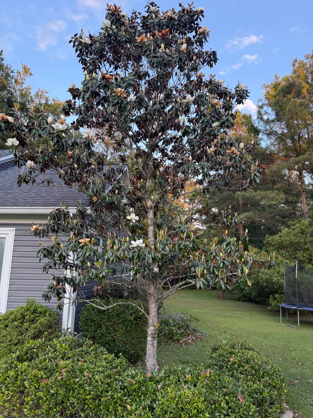 Mature Southern magnolia in full bloom in a Brunswick County backyard