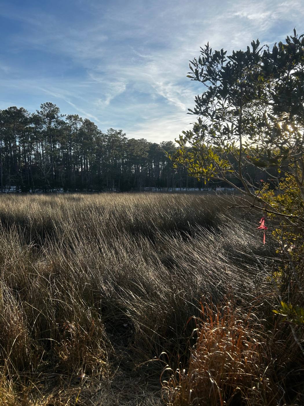 Longleaf pines at the edge of a Brunswick County marsh