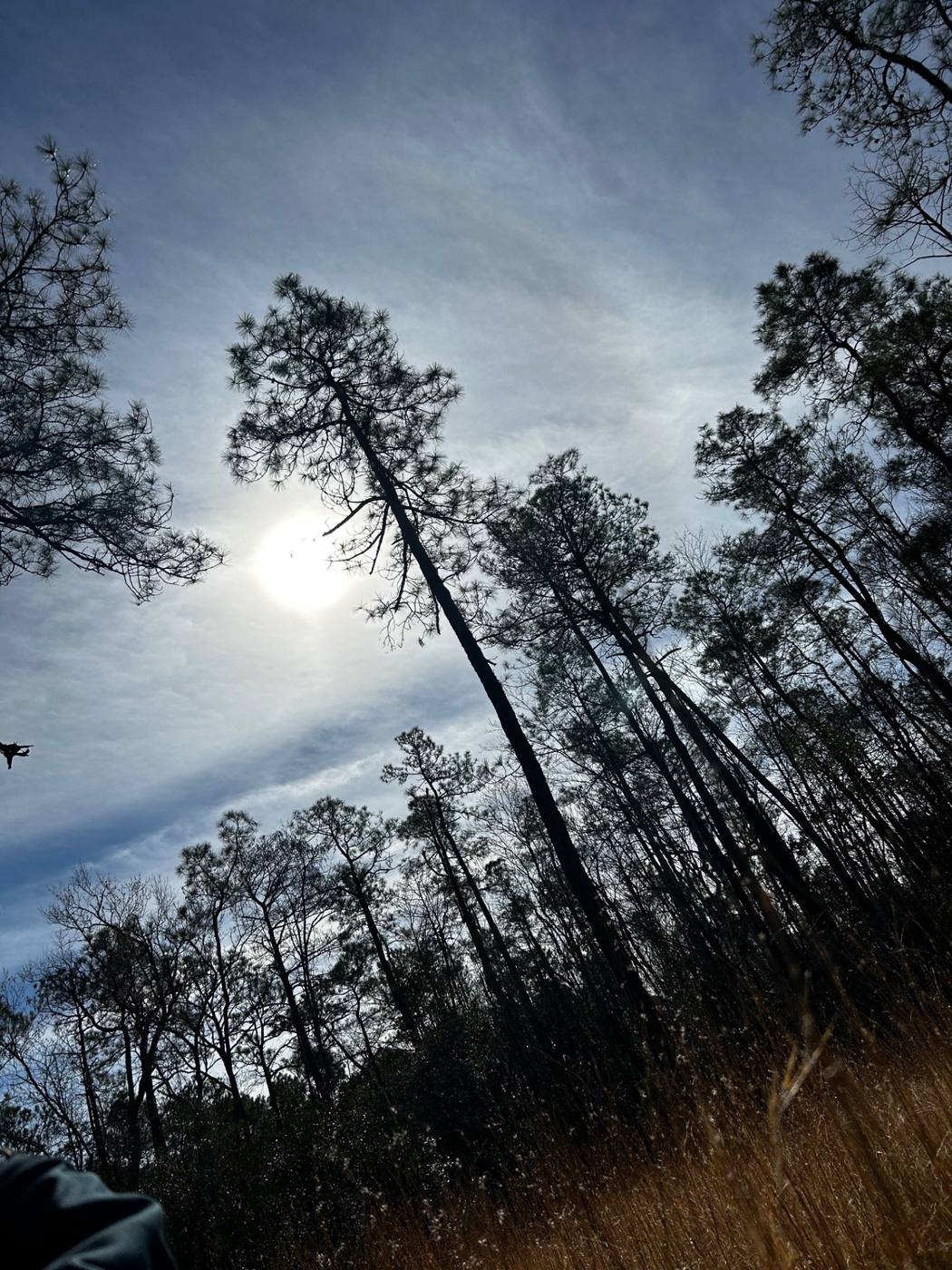 Storm-damaged coastal Carolina woods at dusk with silhouetted pines