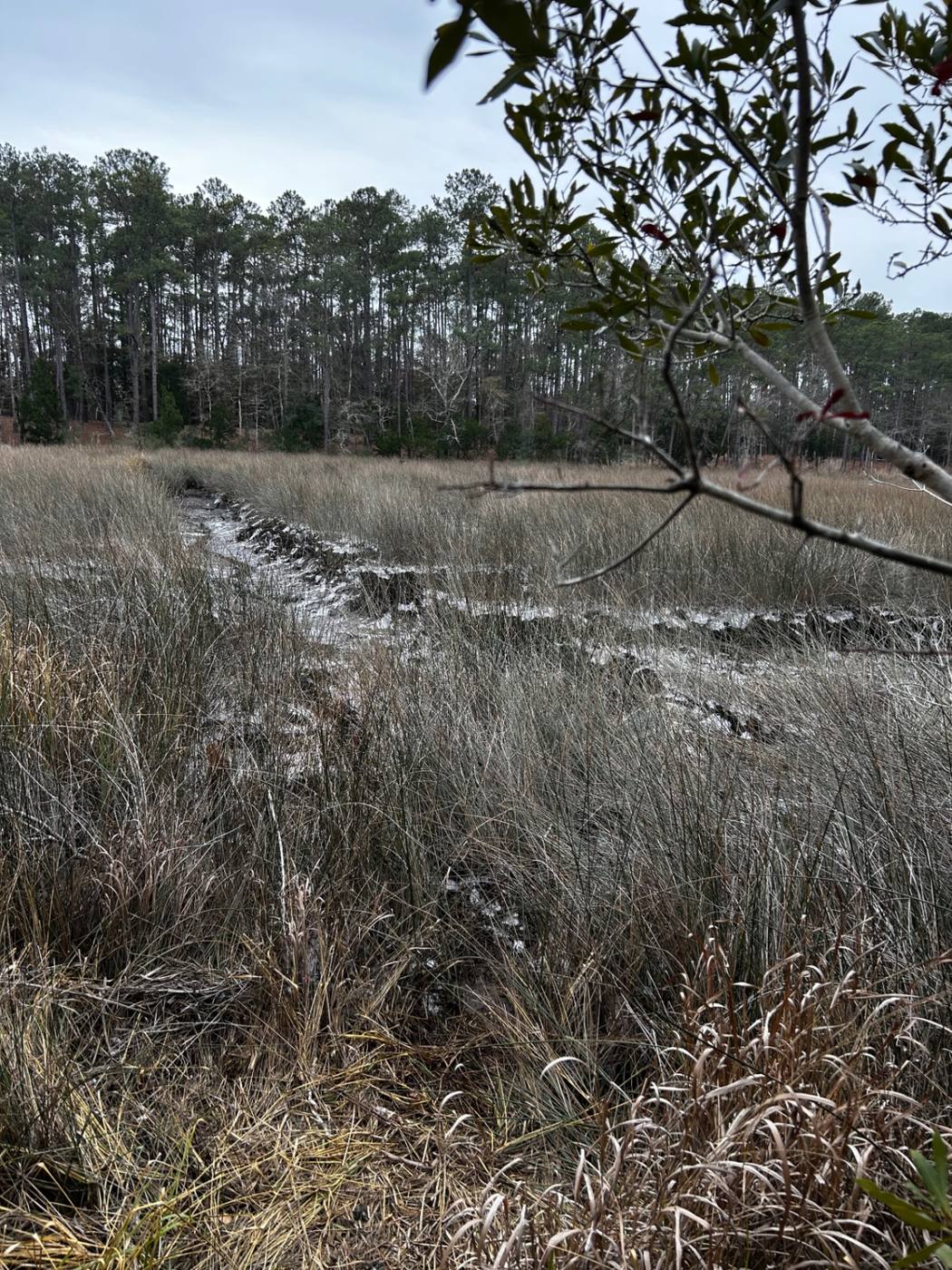 Flooded wooded trail through coastal marsh after a storm in Brunswick County