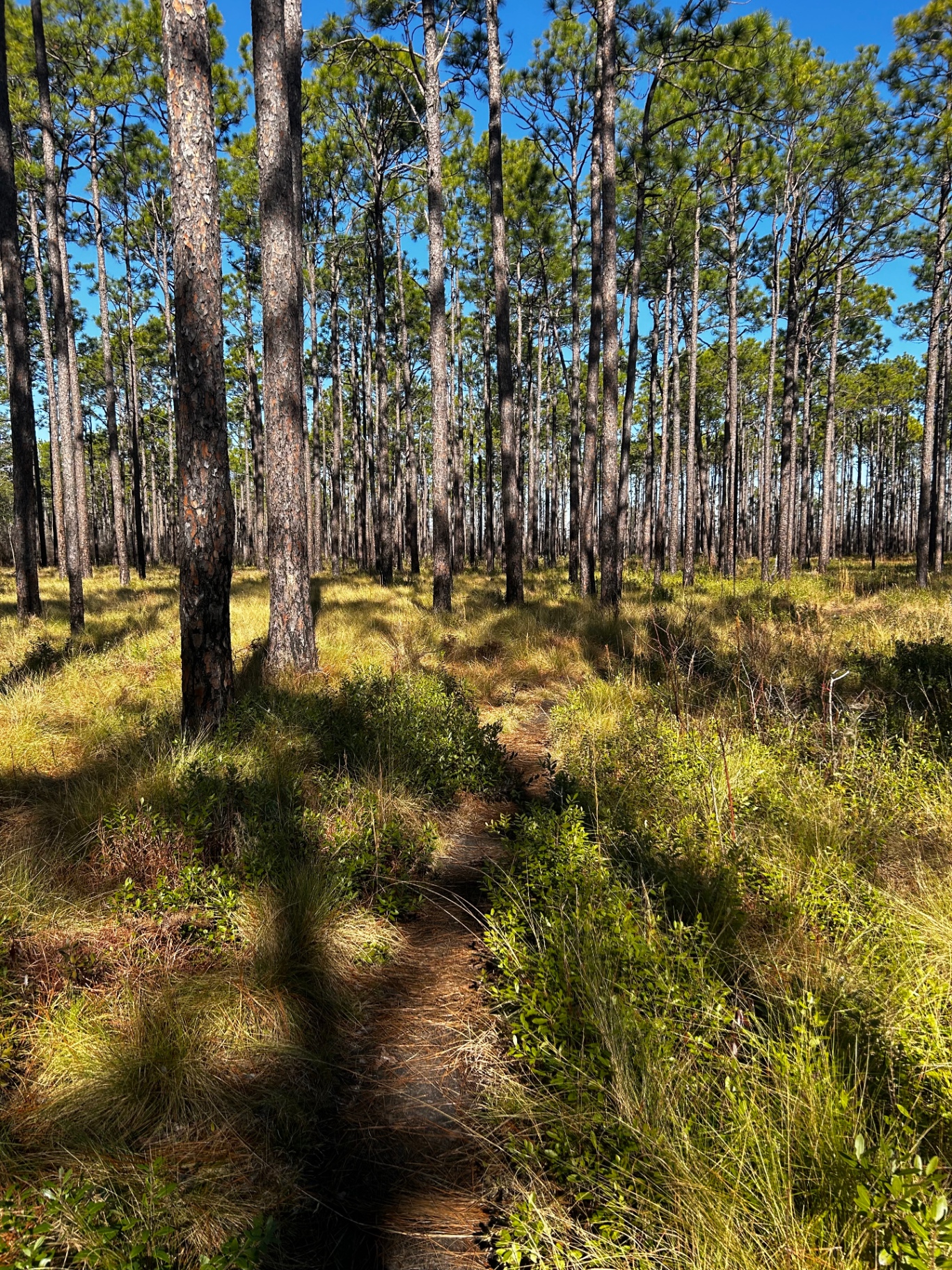 Longleaf pine savanna in Brunswick County, North Carolina