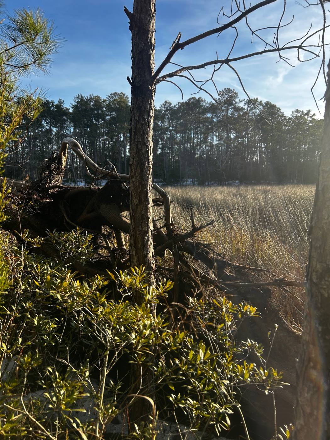 Uprooted pine root plate exposed after a storm along a coastal marsh